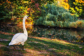 Swan By The Lake In Autumn Park