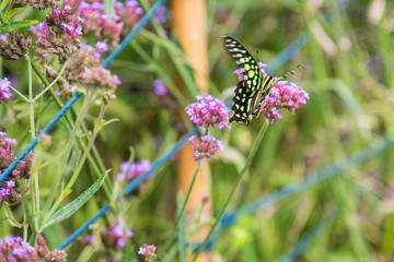 Butterfly insect alone on the flowers in the garden.Thailand.