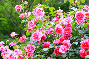 pink rose flower garden in full bloom