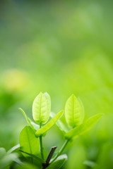 Nature of green leaf in garden at summer. Natural green leaves plants using as spring background cover page greenery environment ecology wallpaper