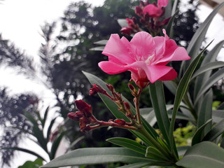 Pink flower Oleander Background blur.