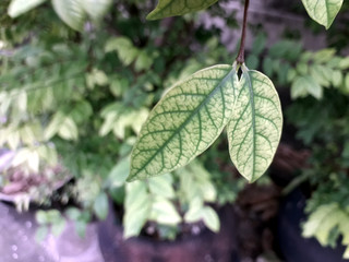 Obraz premium Fresh green leaves on a blurred background