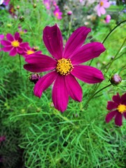 flowers in the garden