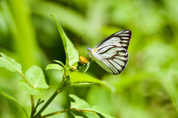 beauty butterfly in flower garden at springtime, photo by macro photography