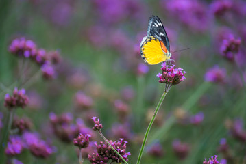 Butterfly insect alone on the flowers in the garden.Thailand.