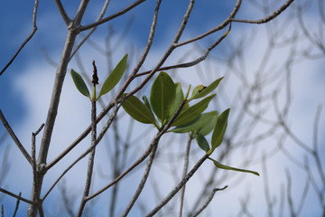 Brenches near the beach