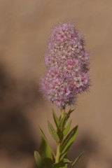 Obraz premium Fleurs de western spirea