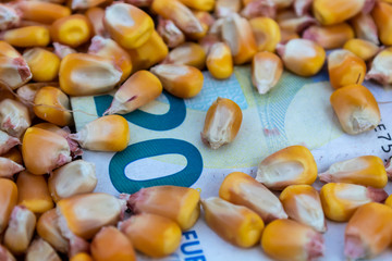 20 Euro Banknote Covered With Corn Kernels
