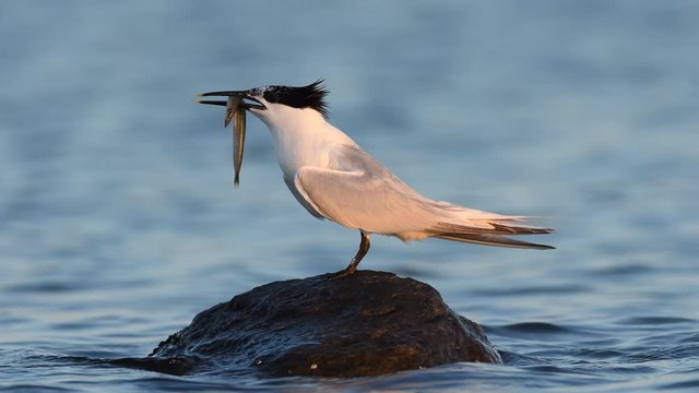 Sandwich tern (Thalasseus sandvicensis)