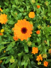 yellow flowers in the garden