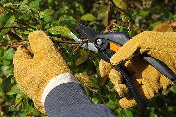 Taille d'un arbuste en automne	