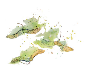 Watercolor illustration with several maple seeds in yellow and green colors.  Can be used as romantic background greeting postcards, prints, textile design, packaging design