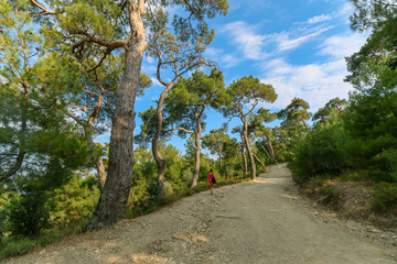 Fototapeta na wymiar Woman walking on the dirt road surrounding italian pines. Blue sky and clouds is shown between branches of plant Pinus Pinea at Aegean. Road to Altar of Zeus at Kucukkuyu Assos Province, Canakkale. 