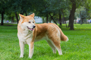 female dog of japanese breed akita inu with white and red fluffy coat standing on green grass