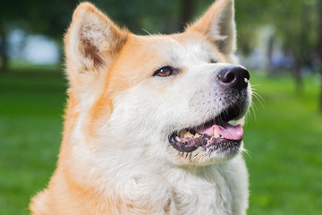 portrait of a female dog of Japanese breed Akita inu outdoors on the green grass