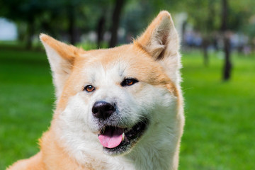 Naklejka na ściany i meble portrait of a female dog of Japanese breed Akita inu outdoors on the green grass