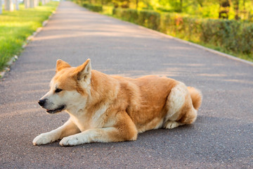 famale purebred Japanese dog Akita inu