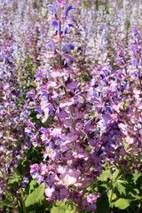 Obraz premium fleur de sauge