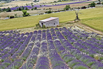 cabanon et lavandes