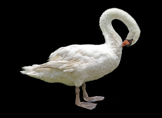 Fototapeta premium white swan isolated on a black background