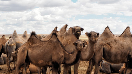 Two humps Camels at the Gobi Desert, Mongolia