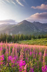 Wall murals Tatra Mountains Mountain landscape, Tatra mountains panorama, Poland colorful flowers and peaks in Gasienicowa valley (Hala Gasienicowa), summer