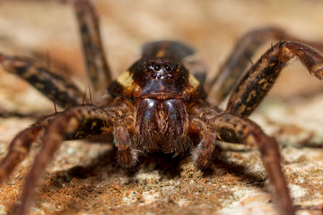 Adult Dolomedes fimbriatus close up