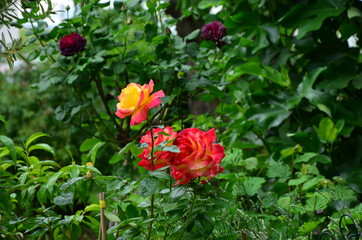 red rose in garden
