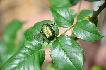 bug on a leaf