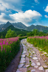 Mountain landscape, Tatra mountains panorama, Poland colorful flowers and peaks in Gasienicowa valley (Hala Gasienicowa), summer