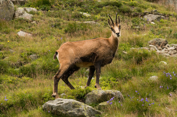 Chamois (rupicapra tatrica) in Tatra mountains, Poland