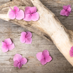 Pink hydrangea flowers on a wooden background. Summer ends. Concept. Background for posting information, place for text.
