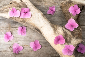 Pink hydrangea flowers on a wooden background. Summer ends. Concept. Background for posting information, place for text.