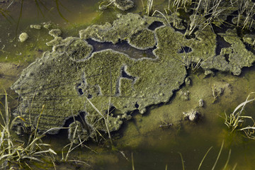 pond with green water and moss shaped islands