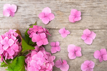 Pink hydrangea flowers on a wooden background. Summer ends. Concept. Background for posting information, place for text.