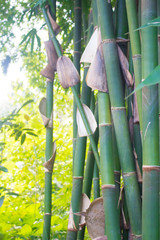 Obraz premium Bamboo on Summer