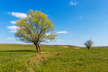 The lonely tree growing among green sunny meadow at the springtime