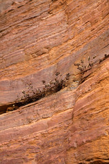 Rock textures and plants