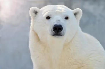 Fotobehang Ijsbeer ijsbeer op witte achtergrond  © elizalebedewa