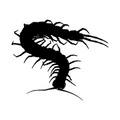 Centipede (Chilopoda) Silouette, Long Body Shape And Venomous Fangs Found Around The World