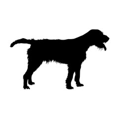Cesky Fousek Silhouette, Gun Dog Group, Origin Czech Republic