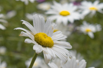 daisy field, soft focus. natural background
