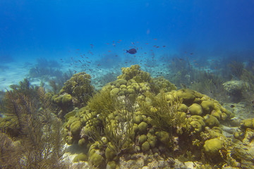 An abundance of coral in the reef off the island of Bonaire in the Caribbean