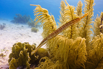 A trumpetfish swims among soft coral in waters off of Bonaire in the Caribbean Sea