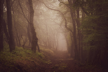 Waldweg mit Nebel