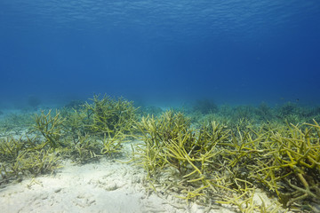 Fototapeta na wymiar A field of staghorn coral underwater in the Caribbean Sea off the coast of Bonaire in the Netherlands Antilles