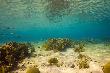 Underwater view of fire coral amongst fish in the shallows while scuba diving in Bonaire, an island in the Caribbean