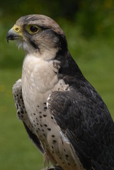 Hawk