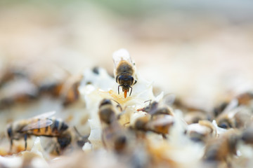 Close up view of honey bees working at honeycomb
