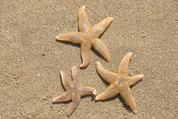 3 Starfish